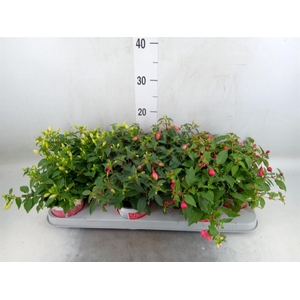 Fuchsia  'Bella Fuchsia'  ..mix