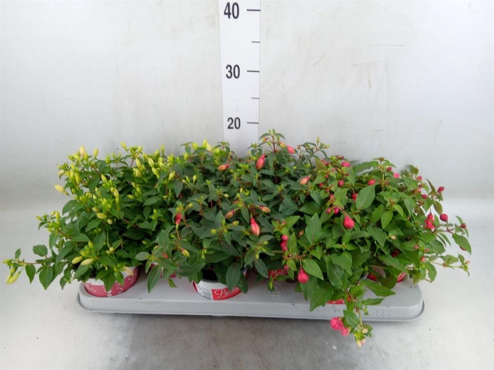 Fuchsia  'Bella Fuchsia'  ..mix