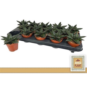 Gasteria Hippo