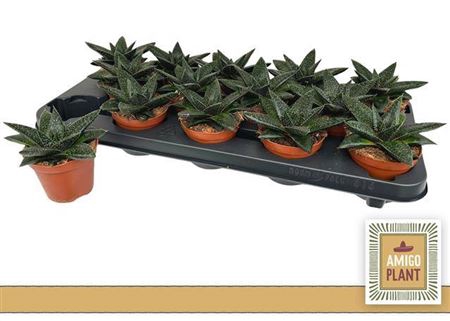 <h4>Gasteria Hippo</h4>