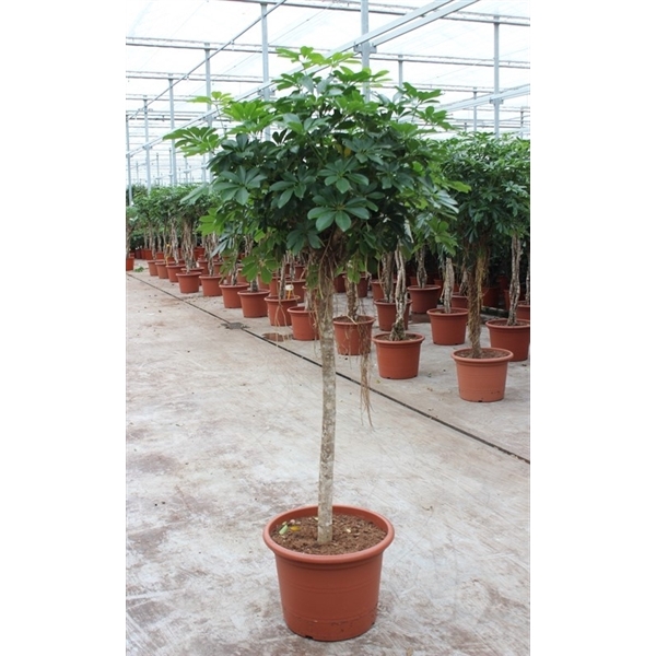 <h4>Schefflera arboricola 'Compacta'</h4>