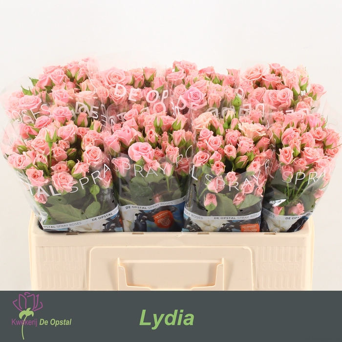 <h4>R Tr Lydia Opstal</h4>