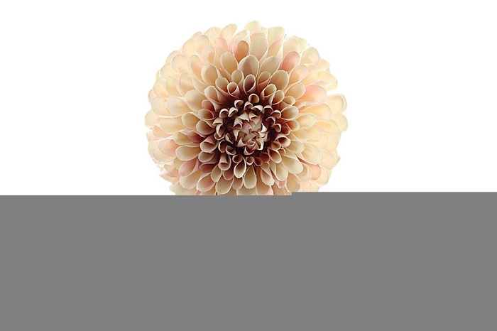 Dahlia Cream Pink FL440196CPK