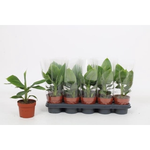 MUSA TROPICANA