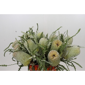 Banksia Speciosa