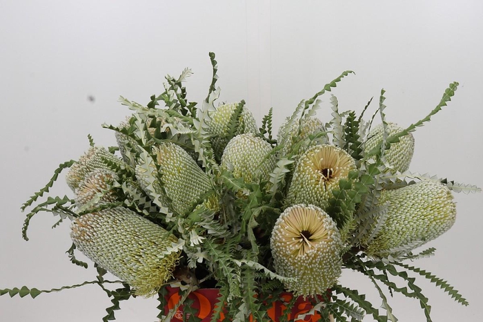 <h4>Banksia Speciosa</h4>