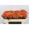 Kaaps Groen Lanug. Orange