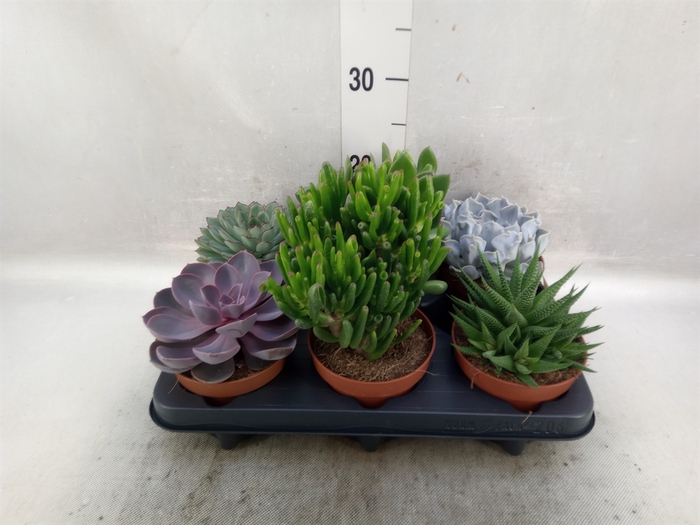 Succulents   ...mix 6