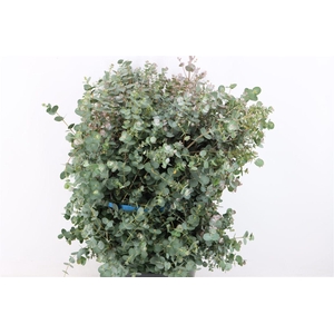 Euca Gunny 300gr P Bunch