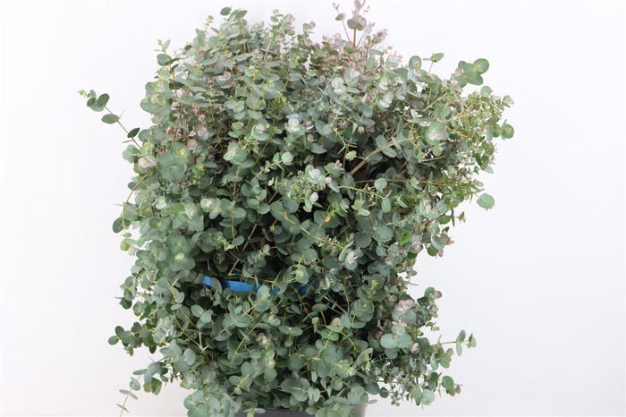 <h4>Euca Gunny 300gr P Bunch</h4>