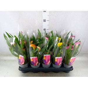 Zantedeschia   ...mix