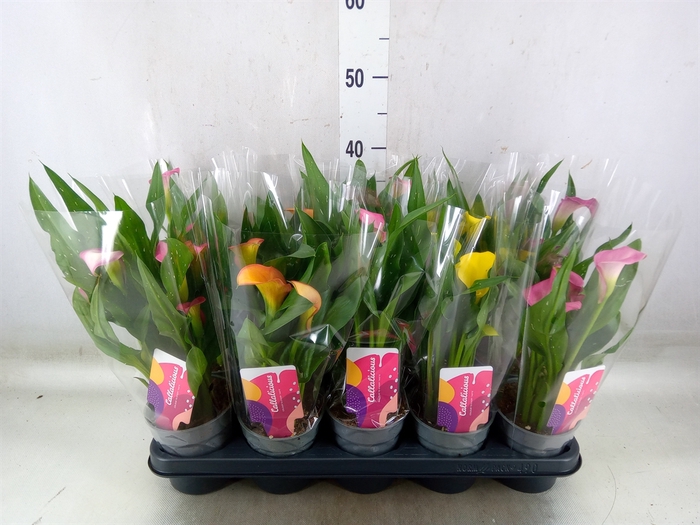 <h4>Zantedeschia   ...mix</h4>