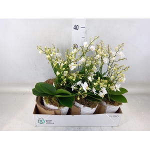 Arr.   Kamerplant Groen L%