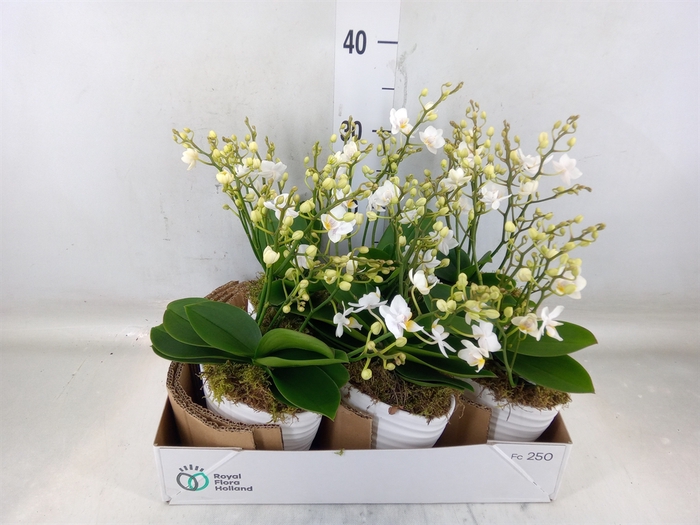 <h4>Arr.   Kamerplant Groen L%</h4>