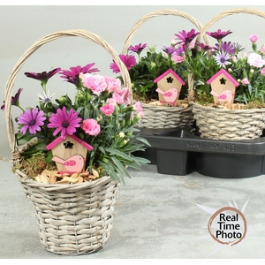 ARR TUINPLANTEN