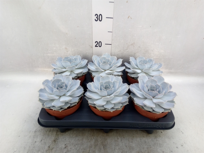 Echeveria lilacina