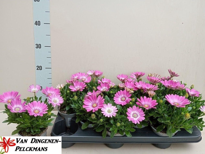 <h4>OSTEO FP PINK ORBIT</h4>