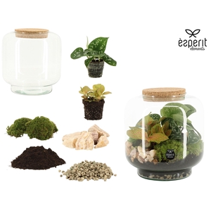 90861: DIY Terrarium arrangement