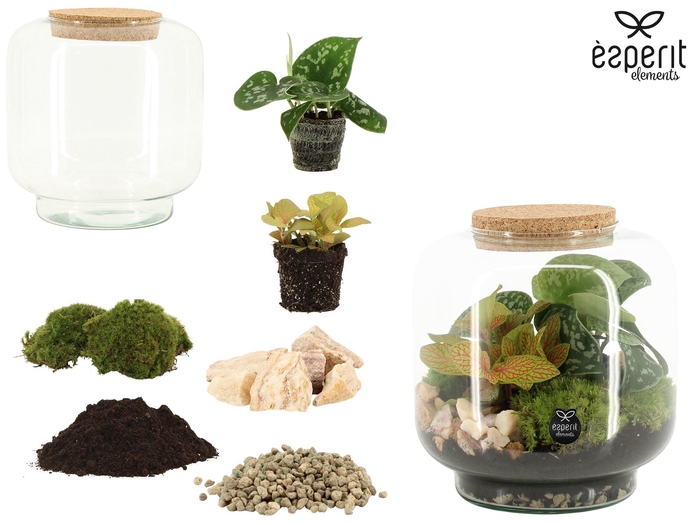 <h4>90861: DIY Terrarium arrangement</h4>