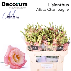 Lisianthus Alissa champagne 70cm