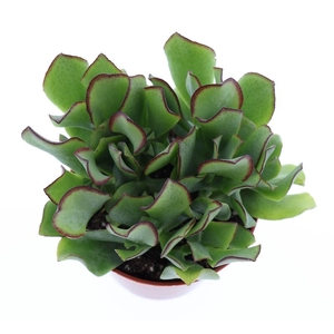 Crassula Arborescens CR8013