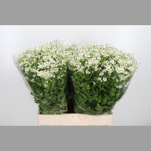 Tanacetum Pa Single Vegmo