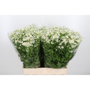 Tanacetum Pa Single Vegmo