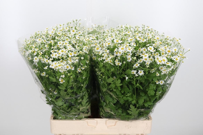<h4>Tanacetum Pa Single Vegmo</h4>