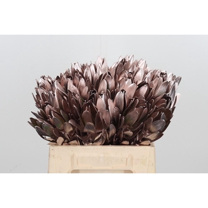 Leucod Kl Bh Champagne