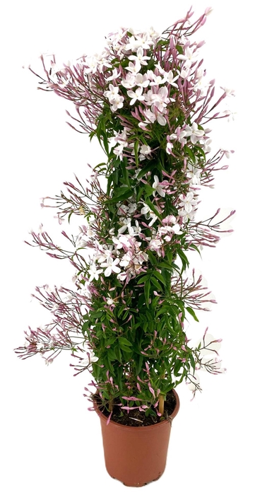 <h4>Jasminum polyanthum</h4>