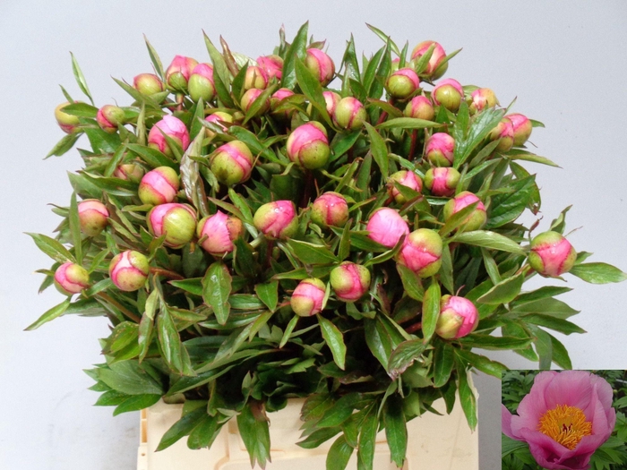 <h4>PAEO ROSELETTE</h4>