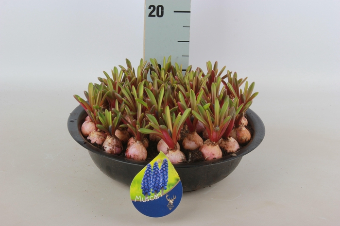 <h4>ARR MUSCARI</h4>