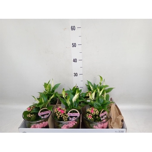 Arr.    Planten  L%