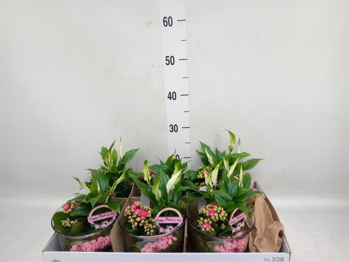 <h4>Arr.    Planten  L%</h4>