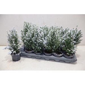 Cham L Ellwoodii + Snow