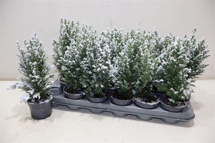 <h4>Cham L Ellwoodii + Snow</h4>