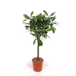 Ficus Cyathistipula