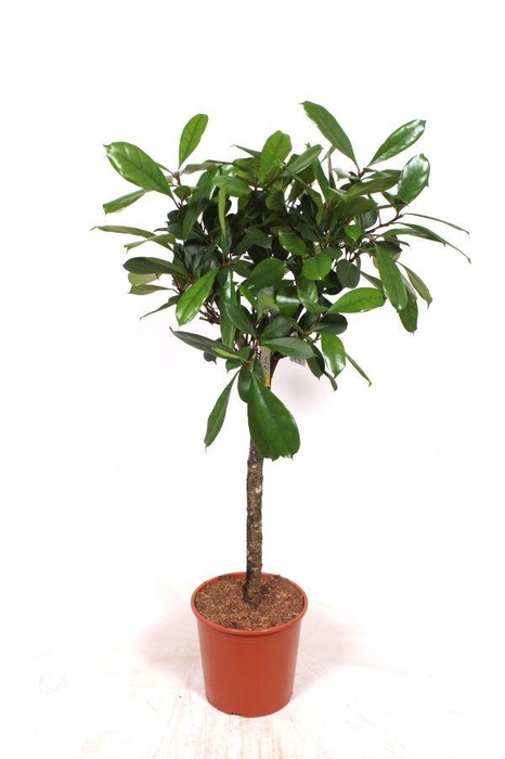 <h4>Ficus Cyathistipula</h4>