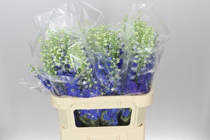 <h4>Delph El Candle Blue Shades</h4>