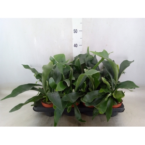 Platycerium bifurc. 'Netherlands'