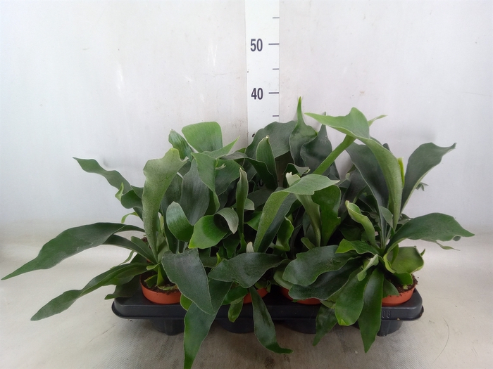 <h4>Platycerium bifurc. 'Netherlands'</h4>