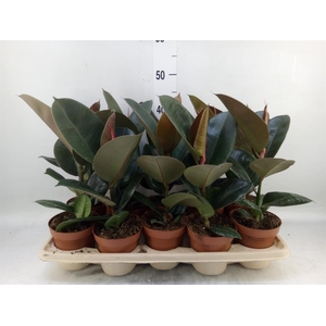 Ficus elastica 'Robusta'