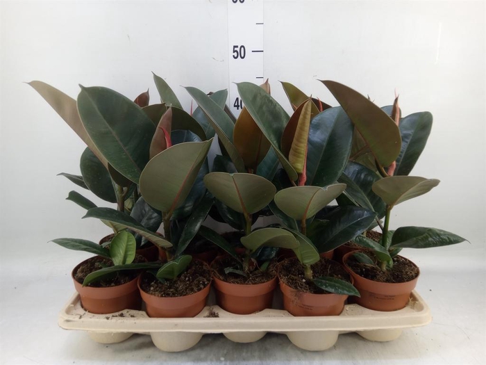 <h4>Ficus elastica 'Robusta'</h4>