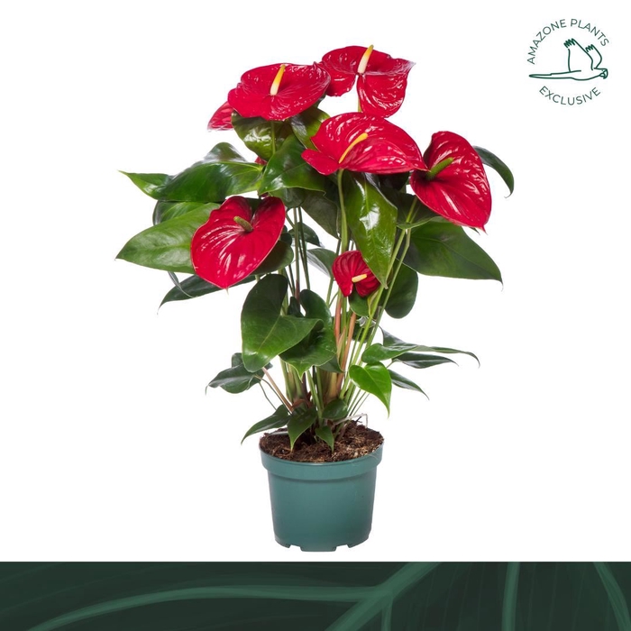 <h4>Anthurium andr. 'Nevada'</h4>