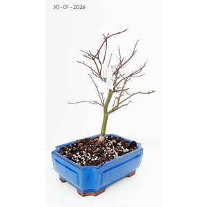 Acer palmatum Beni-maiko, pot 26cm.