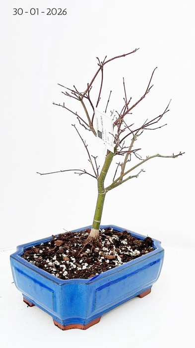 <h4>Acer palmatum Beni-maiko, pot 26cm.</h4>