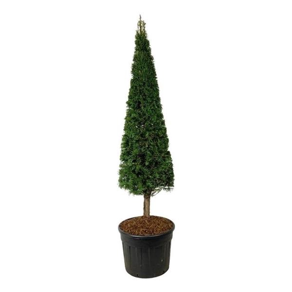 <h4>Taxus baccata</h4>