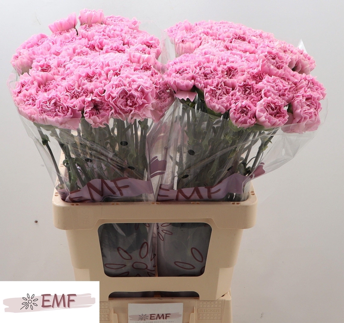 <h4>DI ST CLEARWATER</h4>