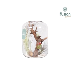 Green Bottle Isabella xlarge met air tillandsia