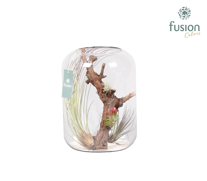 <h4>Green Bottle Isabella xlarge met air tillandsia</h4>